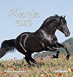 Pferde 2013. Postkartenkalender by 