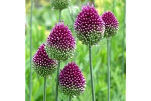 YouGarden Allium 'Drumsticks', Pack of 100 Bulbs, Ready for Autumn Planting and Spring to Summer Flowering, Purple Flowers for Pots and Garden Borders