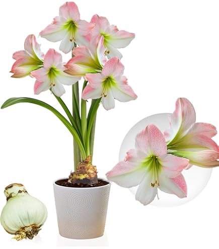 Amaryllis Zwiebel Clown 26/30 - Hippeastrum Blumenzwiebel Aus Holland