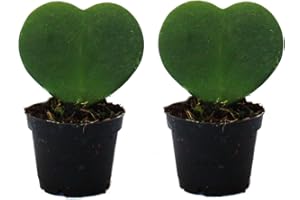 Set de 2 plantes Hoya kerii - feuille de coeur, plante de coeur ou petite chérie - en pot de 6cm