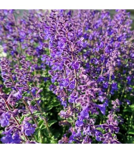 bienen mischung saatgut Saatgut für Blumen | gut für Bestäuber main image 0