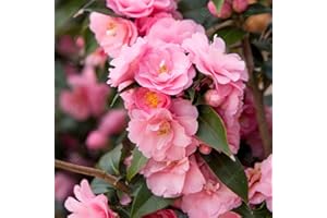 Camellia williamsii 'Spring Festival' Arbuste de jardin rose à feuilles persistantes | Pot 9 cm