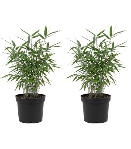 Gartenbambus Obelisk 125-150cm - Fargesia nitida - lebende Gartenpflanze  aus den Baumschulen : Amazon.de: Garten