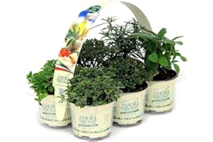 AMORI E AROMI 6 piante aromatiche (Mediterraneo) per cucinare, per realizzare il tuo orto sul balcone e profumare gli ambienti