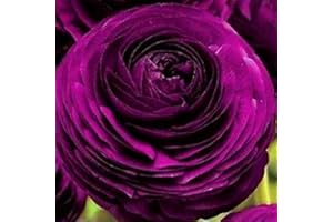 Haloppe 100 Stück Ranunculus Asiaticus Blumen Pflanzensamen für die Bepflanzung des Hausgartens, hübsche Ranunculus Asiaticus Butterblume Samen Blume Hausgartenpflanze Violett
