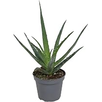 Aloe Vera Pflanze 25 cm  Echter Aloe Vera  Pflegeleichte Sukkulente,  Luftreinigende Zimmerpflanze fr Zuhause & Bro : Amazon.de: Garten