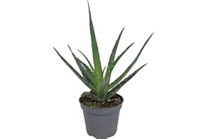 Blumen Senf Aloe Vera växt 25 cm - äkta aloe vera - inomhusväxt
