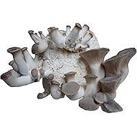 XXL BIO Kräuterseitling Zuchtset zum selber züchten I Hawlik Pilzbrut I DAS ORIGINAL I kinderleicht Bio Pilze züchten