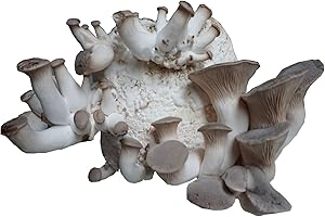 Hawlik Pilzbrut- XXL set de cultivo de setas a base de hierbas orgánicas para el cultivo de su propio (lat. Pleurotus eryngii) - crecer sus propias setas orgánicas