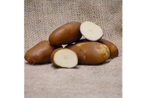 PATCH SEED 5Kg Freshly Dug September 2025! Irish Golden Wonder Potatoes Delivered to Your Door. Golden Wonder Potatoes, Ready to EAT! Fresh Harvest Grown With Love In Ireland