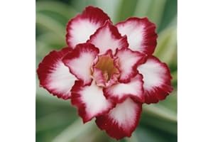 [Vnuhgzs] La rosa del desierto florece todos los años/decoración de interior (sin maceta)-1 bulbo-C