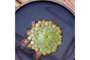 Haloppe 100 Pz Semi di Piante per la Piantagione del Giardino di Casa, Semi di Piante Giacinto D'acqua Pistia Hottonia Ludwigia Pond Decor G