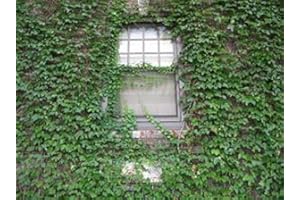 SVI 40 PC/bag Creeper Ivy Seeds Pflanzensamen für Hedera Helix