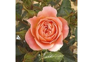 YouGarden Laura's Rose, Established Plant in 3-4 Litre Pot, Ready to Plant Patio Bush Rose with White Flowers, Repeat Flowering in Summer and Autumn, for Pots, Beds, and Borders