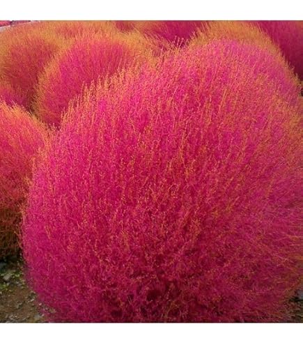 400 Semi Di Kochia Scoparia – Cipresso Estivo Perenne, Resistente, Ornamentale, Per Balcone E Giardino