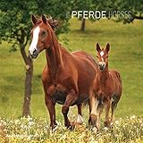 Image de Pferde 2016 - Horses - Broschürenkalender (30 x 60 geöffnet) - Tierkalender - Wandplaner
