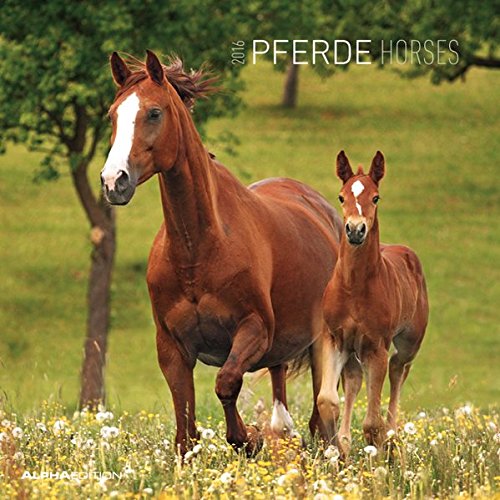 Pferde 2016 - Horses - Broschürenkalender (30 x 60 geöffnet) - Tierkalender - Wandplaner