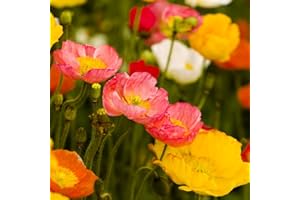 LEGUTKO ISLAND mak mieszane nasiona – mak islandzki