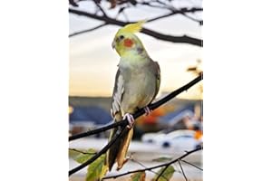 Dipema Diamant Painting Bilder,Nymphensittich Tier,5d Diamant Painting Voll Set für Erwachsene und Kinder,DIY Diamant Arts Craft für Home Wand-Decor-30cmx40cm