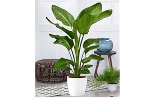 BALDUR-GARTEN GMBH BALDUR Garten Baumstrelitzia Nicolai, 1 plant, green plant, perennial - keep frost-free, easy to clean, suitable for location in the sun, flowering, Strelitzia nicolai