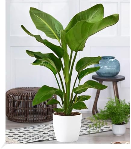 Weisse Paradiesvogelblume - Strelitzia nicolai - 5 Samen !!! Baum  Strellitzie : Amazon.de: Garten