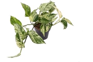 UNSERE-GAERTNEREI-MUELLER Efeutute, Scindapsus, (Epipremnum aureum) Sorte: Marble Queen, weiß-grünes gezeichnetes Blattwerk, rankend, Ampelpflanze, luftreinigend (1 Pflanze im 12cm Topf)