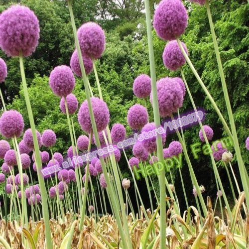 200 Stück Lila Riesen-Lauch Giganteum Schöne Blumensamen Gartenpflanze Geschenk - 2