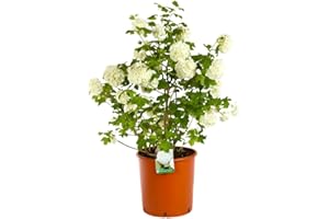 GENERICO Pianta VIBURNUM OPULUS ROSEUM viburno Palla di Neve h50cm SIEPE CESPUGLIO VASO16 AMDGarden