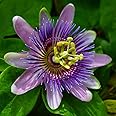 YouGarden Passiflora Lavender Lady in 9cm Pot - Exotic Passion Flowers - Perfect in Pots for Patios - Passion Vine Garden Ready Plants in Pots - Perfect for Exotic Gardens
