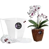 LiveLaif - Orchid Transparent Rectangular Flower Pot 14 x 14 x 15 cm + Pot Saucer | Plastic Pots | Transparent Orchid Pots |