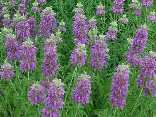 Zitronenminze - Indianische Minze - Zitronengoldmelisse - 250 Samen