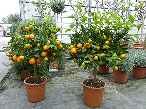 Calamondin Orangenbaum Citrus 75 - 90 cm Zitruspflanze