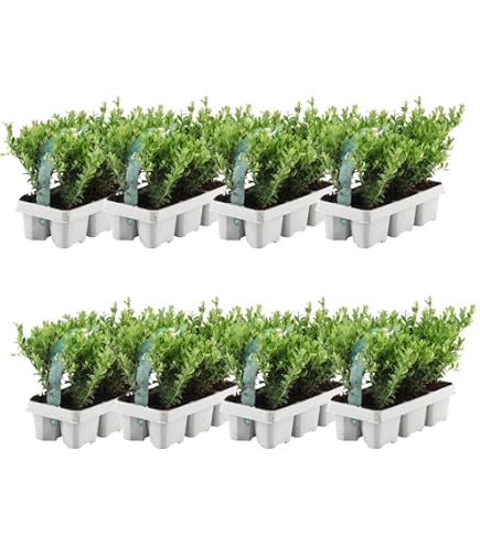 Japanische Zwerg Stechpalme Green Lustre 30-40cm - Ilex crenata - lebende  Gartenpflanze aus den Baumschulen : Amazon.de: Garten