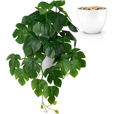 kentia palme Kentia-Palme 130 cm und ihr Topf main image 1