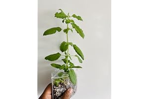 Plants Paradise Ltd Tulsi Plants, Holy Basil Plant, Krishna tulsi Plants or Rama tulsi plants100% Genuine. Matured One Plant Grown in UK