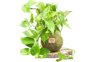 KOKEDAMAS LUCCIANA Kokedama Potus Natural - Kokedama Interior | Bola de Musgo Vivo | Planta Natural | Planta Interior | Decoración Hogar | Fácil Cuidado y Mantenimiento