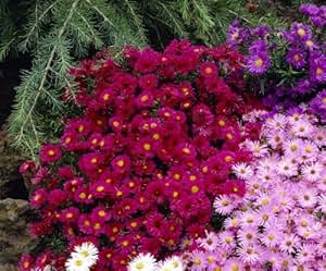 Dominik Blumen und Pflanzen, Staude Aster dumosus Kissenaster rot