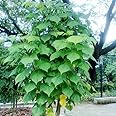 Very Rare & Medicinal Indian Coral Tree/Kalyana Murungai Live Plant - 1 No