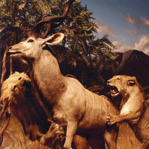 our love to admire - standard