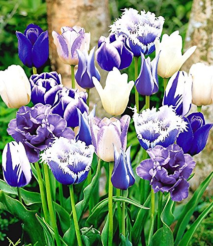 BALDUR-Garten Tulpen-Mix ‚Blue Blend‘, 10 Zwiebeln - 2