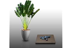 LE GRENIER D'ABONDANCE LES GRAINES QUI DONNENT ENVIE 10 graines à semer - Le Grenier d'Abondance - ARBRE DU VOYAGEUR - Ravenala Madagascariensis