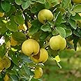 Creative Farmer Koovalam (Bael) Bengal Quince Aegle Marmelos Pulpy Fruit Plant Live Home (Healthy Live Plant)