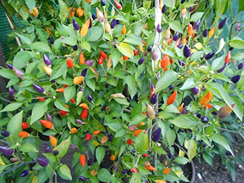 Numex Twilight 10 Samen *Mini-Chili* mit sehr guten Ertrag WOW ''' Ähnliches Farbspektakel wie die Bolivien Rainbow'''