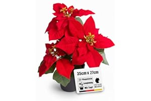 ‎BOTANIC-HAUS künstliche Poinsettia (Weihnachtsstern) rot mit 3 Blüten im schwarzen Kunststofftopf, Höhe ca. 35 cm – die Kunstblume "Poinsettie" sorgt zwischen Weihnachtsdekorationen für festliche Stimmung
