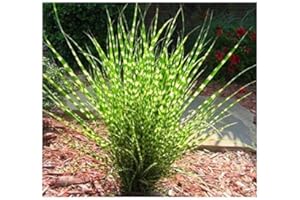 STAUDEN GÄNGE 1 x Miscanthus sinensis 'Zebrinus' 1 Liter (Ziergras/Gräser/Stauden/Winterhart) Chinaschilf - Zebraschilf