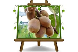 EURO PLANTS VIVAI Actinidia - Kiwi Jenny - Arbre fruitier autofertile 170 cm sur pot de 20 - 2 ans