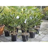Bäume | Amazon.de