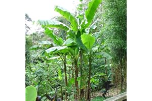 LE GEORGICHE Musa basjoo – Banano giapponese (varietà nana resistente al freddo) [Vaso Ø12cm]