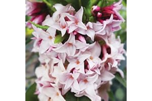 PERAGA GARDEN 1 PIANTA DI DAPHNE ODORA PERFUME PRINCESS VASO 17CM fiori profumatissimi