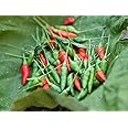 Creative Farmer Kanthari Chilli/Mulaku Outdoor Plant Kandhari Chili Pepper (Birds Eye Chilli) (Healthy Live Plant)